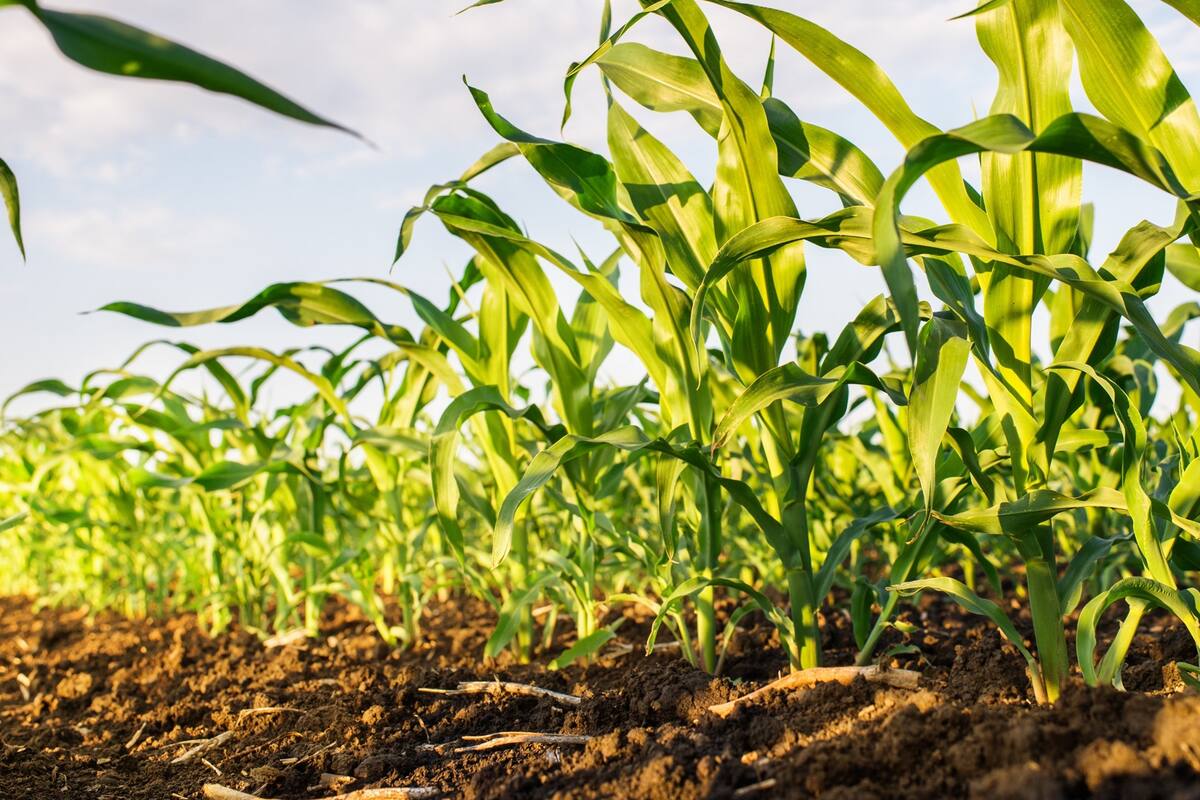 La innovación tecnológica mejora la situación de los cultivos