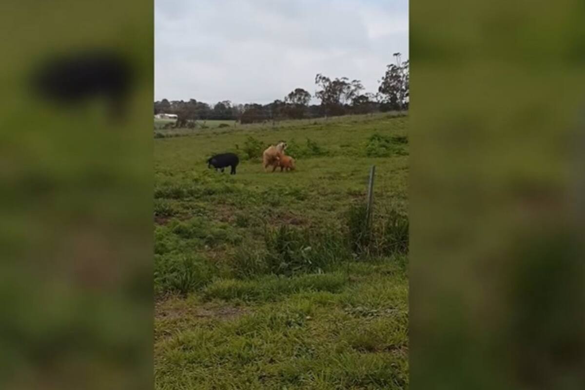 La insólita pelea entre los animales de una granja australiana