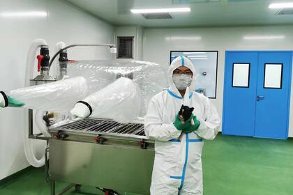 La instalación de cría de cerdos donantes designada libre de patógenos (DPF) ultralimpia