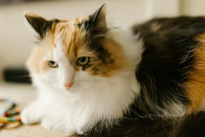 La insuficiencia renal crónica en gatos: un enemigo silencioso