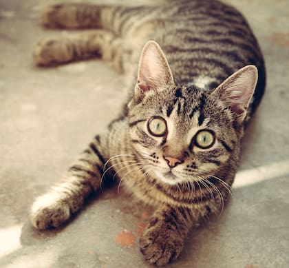 La insuficiencia renal crónica felina afecta al 15% de gatos mayores de 10 años