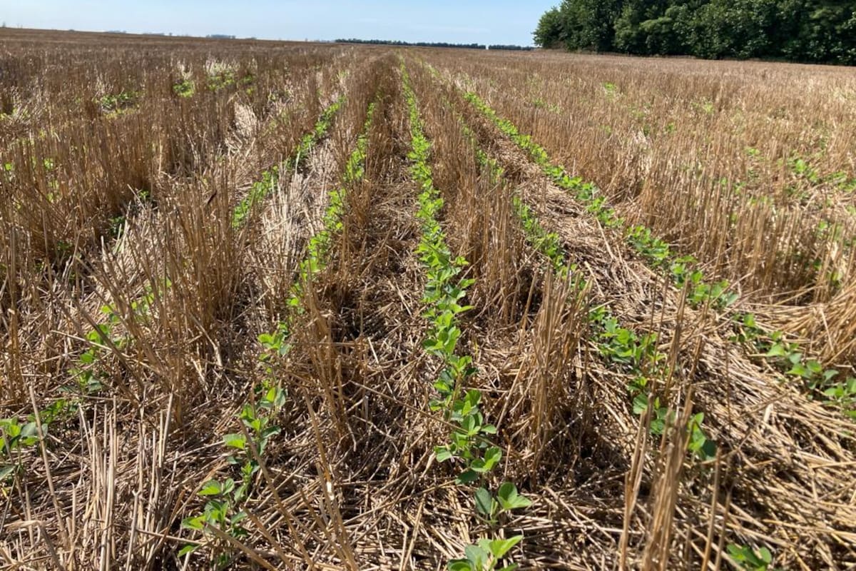 “La insuficiente nutrición mineral genera cultivos débiles y con poca tolerancia al estrés ambiental, principalmente a eventos de sequía con altas temperaturas”, dijo