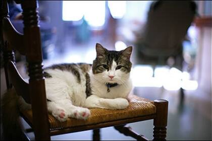 La integración del gato al hogar es fundamental para que no tenga malos comportamientos