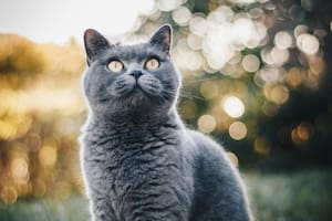 La Inteligencia Artificial destacó a los gatos más llamativos en relación con su aspecto