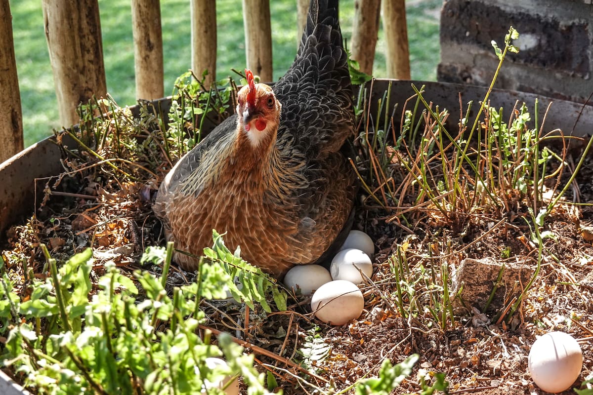 La inteligencia artificial respondió al misterio milenario: ¿Primero el huevo o la gallina?