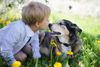 La inteligencia artificial selecciona las mejores razas de perro para adoptar si se tienen niños