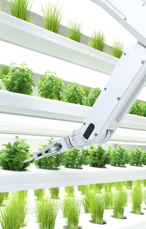 La inteligencia artificial también se aplica a las plantas