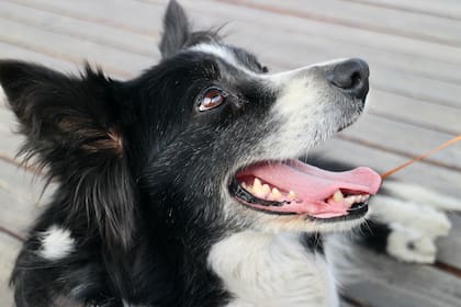 La inteligencia y capacidad olfativa del border collie transforma a esta raza en una de las favoritas de los rescatistas