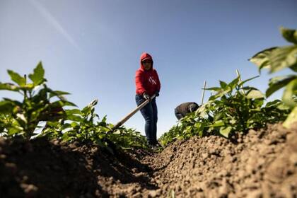 La intención es satisfacer la falta de personal agrícola (Archivo)