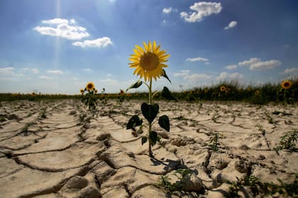 La intensa sequía trajo grandes problemas económicas a Florida