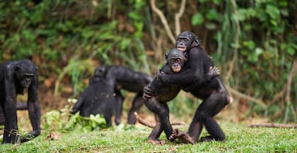 La interacción física entre bonobos ayudó a que cooperaran mejor