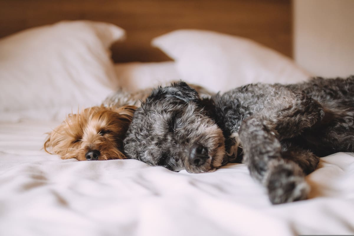 La interpretación de estos movimientos está estudiada por la neurología canina
