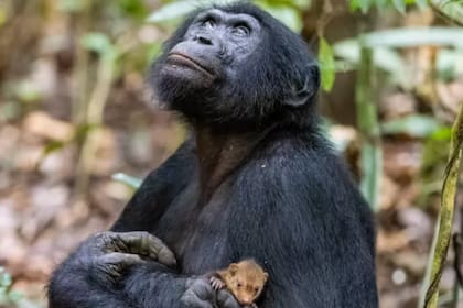 La intrigante imagen de un chimpancé con una cría de mangosta en brazos
Foto: Christian Ziegler