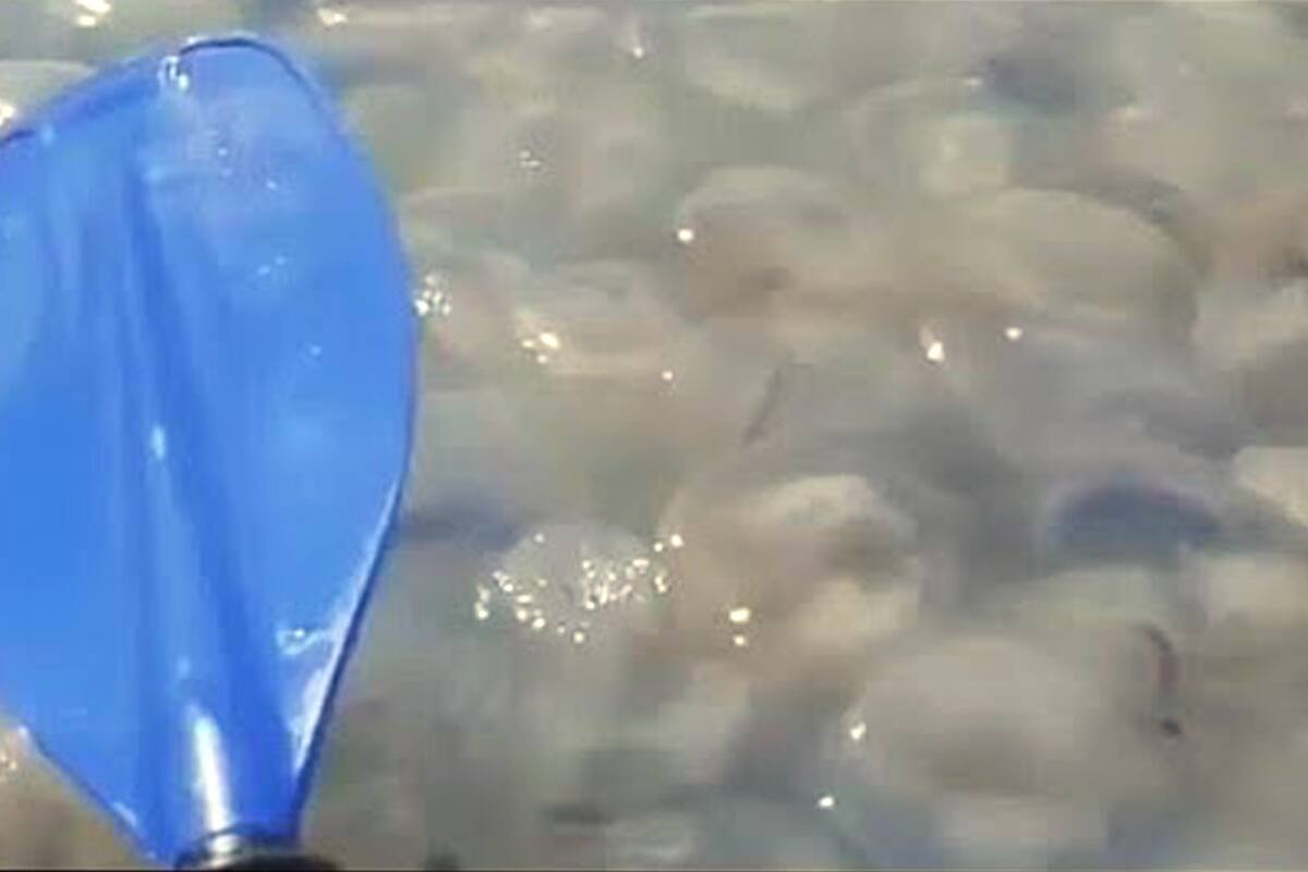 La inusual cantidad de estos animales marinos sorprendieron a los deportistas en la costa de Ucrania