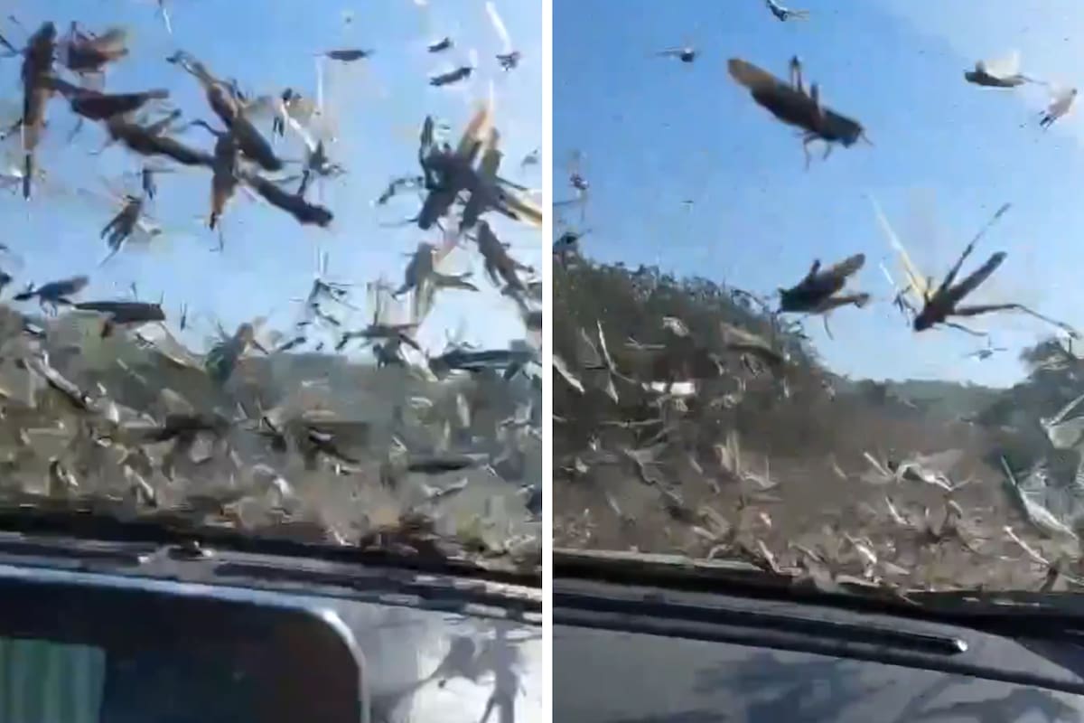 La invasión de langostas en la provincia de Córdoba ha afectado en los últimos meses