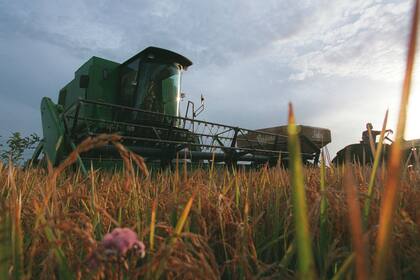 La inversión para el arroz y la alfalfa será de $12 millones