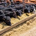 Un estudio detectó residuos de antimicrobianos en suelos de feedlots argentinos