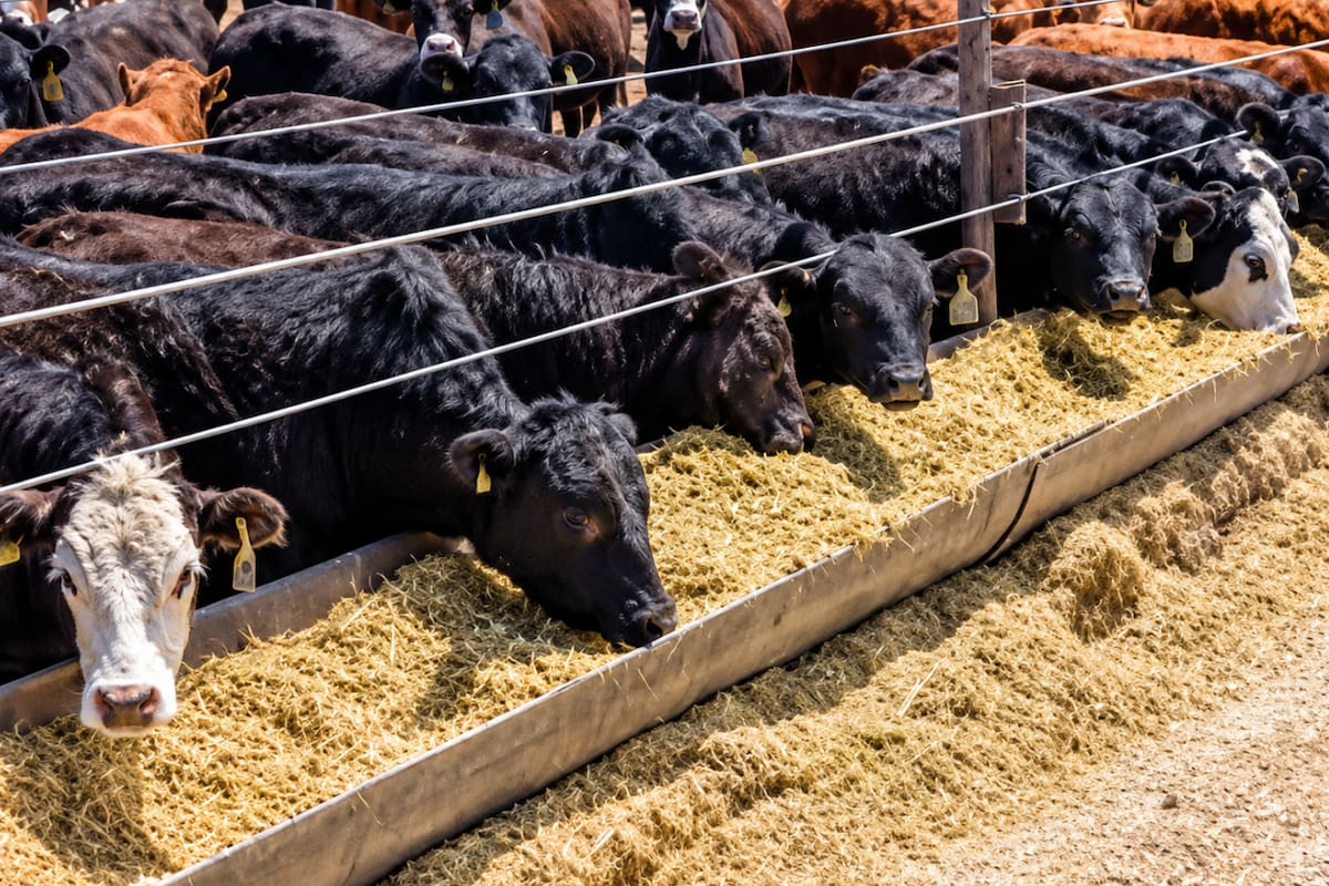 La investigación detectó residuos de monensina en las muestras de todos los feedlots analizados