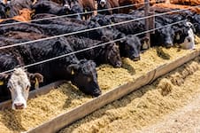 Un estudio detectó residuos de antimicrobianos en suelos de feedlots argentinos