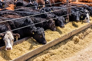 Un estudio detectó residuos de antimicrobianos en suelos de feedlots argentinos