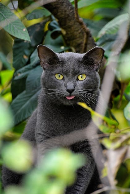 La investigación estudió a más de 4.000 gatos y se basó en más de 138 preguntas que se les hizo a los dueños