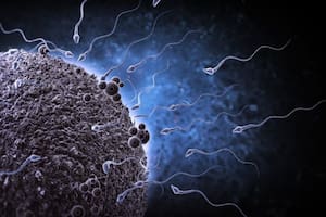 La investigación fue publicada en Human Reproduction Update