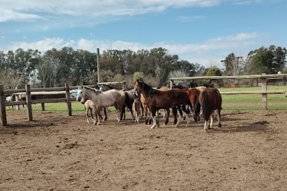 La investigación permitió llegar a los caballos robados