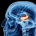 La pista inesperada que podría ayudar a retrasar el deterioro cognitivo