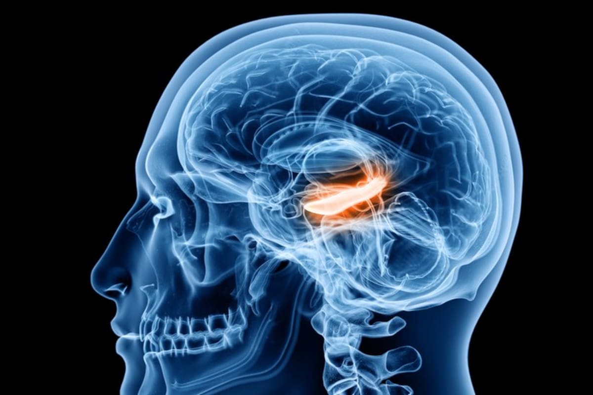 La investigación se centró en el hipocampo, una región clave para la memoria donde los científicos identificaron una molécula que parece ayudar al cerebro a resistir algunos efectos del envejecimiento