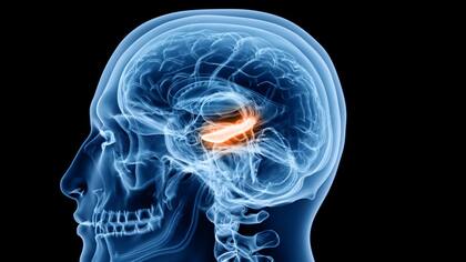 La investigación se centró en un área del cerebro llamada hipocampo, que es importante para el aprendizaje y la memoria