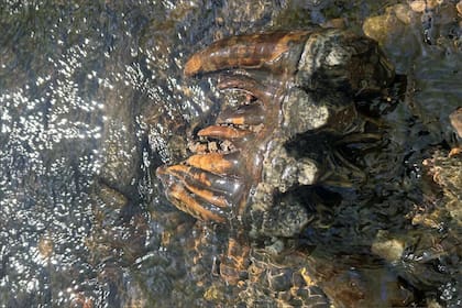 La investigadora halló el molar de mastodonte más completo del Área de la Bahía en un lecho de un arroyo