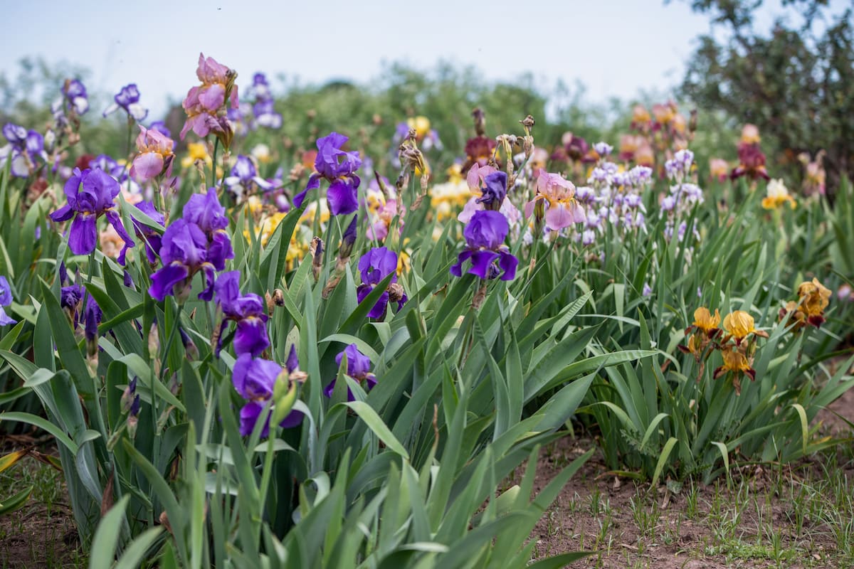 La Iris germanica es una planta bulbosa de fácil propagación.