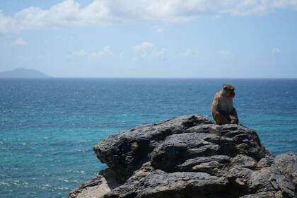 La isla de los monos