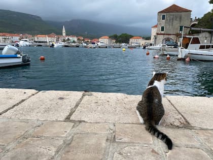 La Isla en Japón que tiene 120 gatos y solo viven seis personas (Foto: iStock)