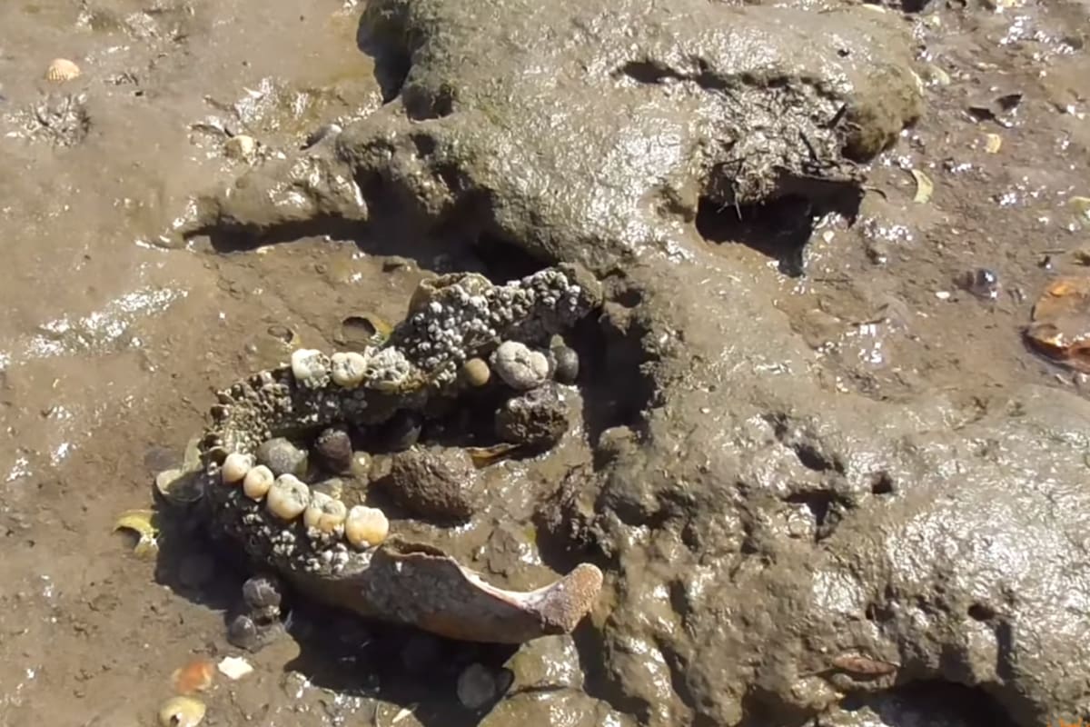 La isla está cubierta con los restos humanos de presos y enfermos de hace 200 años (YouTube)