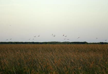 La isla se formó en la confluencia de los canales San Antonio y Luján por los sedimentos depositados por el Río de la Plata (Municipio de San Isidro)
