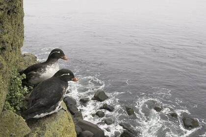 La isla St. Paul cuenta con una gran cantidad de especies de aves marinas