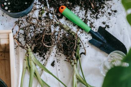 La jardinería puede traer múltiples beneficios para la salud mental de las personas que la practican (Foto Pexels)