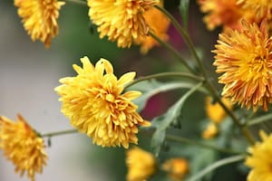 La jardinería requiere atención y paciencia durante todo el año, ya que cada estación presenta sus propios desafíos