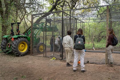 La jaula que se construyó en tres días para alojar a la hembra señuelo.