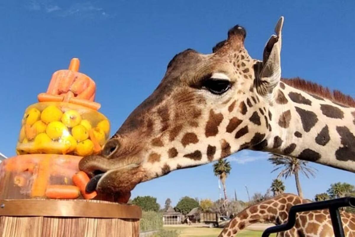 La jirafa Benito disfruta su estancia en el nuevo santuario