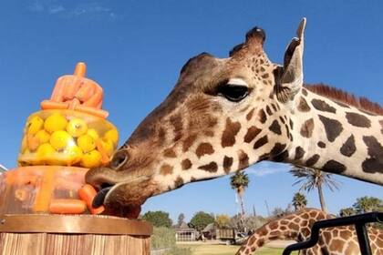 La jirafa Benito disfruta su estancia en el nuevo santuario