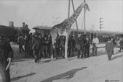 La jirafa Mimí, recién llegada al puerto de Buenos Aires, fue trasladada caminando hasta el zoo de Palermo