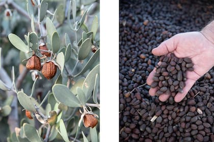 La jojoba es muy utilizada en cosmética por sus increíbles propiedades.
