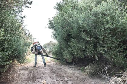 La jojoba se adapta bien a climas áridos y secos, con veranos calurosos. Es conocida por su resistencia a las heladas. El cultivo de jojoba a menudo implica técnicas de riego por goteo y, en algunos casos, se ha observado que la planta es más resistente a las heladas cuando se reduce el riego durante el invierno.