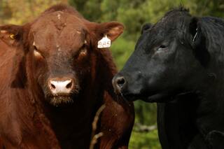Un experto hablará sobre el desempeño reproductivo de los toros