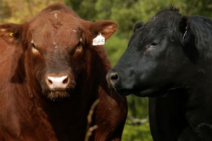 La jornada busca plantear cómo mejorar la eficiencia reproductiva