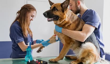 La jornada surgió hace 23 años por iniciativa de la Asociación Mundial de Veterinaria (WVA, por sus siglas en inglés)