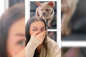 La joven esperaba recibir un bulldog francés marrón clarito