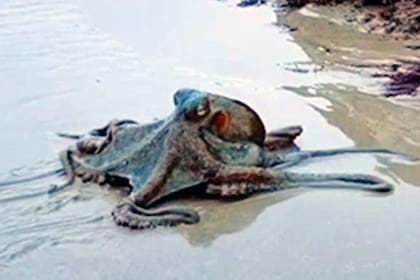 La joven Jarrah Brailey quedó impactada al ver al octópodo deslizándose fuera del agua en la costa de Wategos